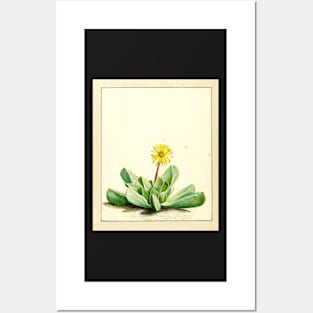 Tiger jaw succulent - Faucaria subintegra - botanical illustration Posters and Art